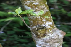 Acronychia pedunculata